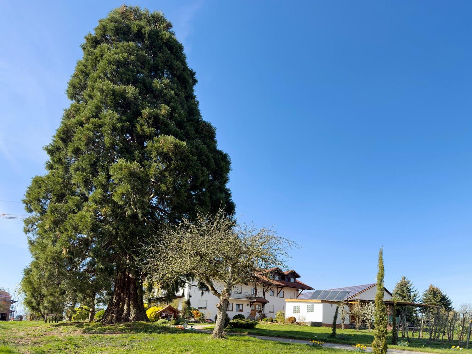 Bergchalet Mirabell - Hofgut FDH Kültér fotó